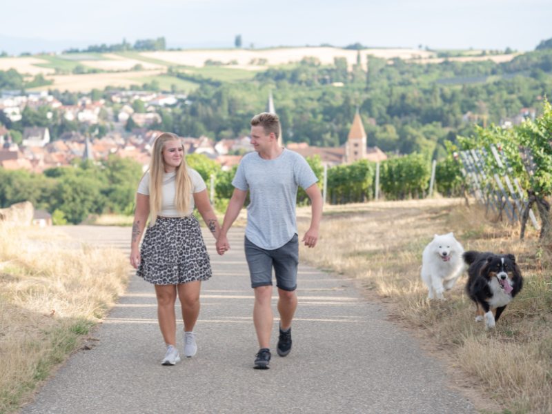 Ein junges Paar läuft händchenhaltend und mit ihren beiden Hunden - einem Samoyede und Aussie - auf einer asphaltierten Straße durch die Weinberge der Südpfalz.