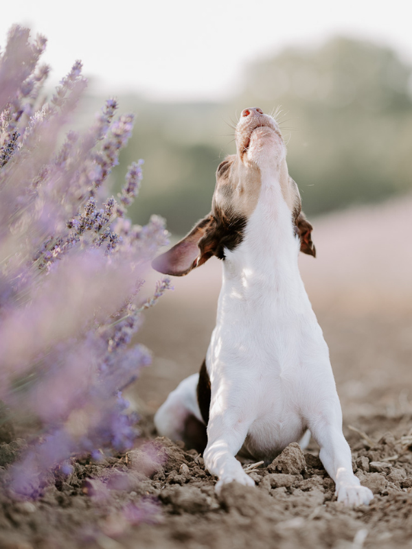 Ein Dänsich-Schwedischer-Hofhund liegt in einem lila blühenden Lavendelfeld und reckt den Kopf in die Höhe während er heult.