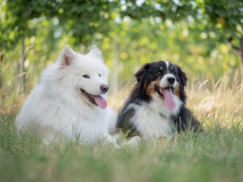 Ein Samoyede und Aussie liegen nebeneinander im Gras vor einem Feld mit Weinreben.