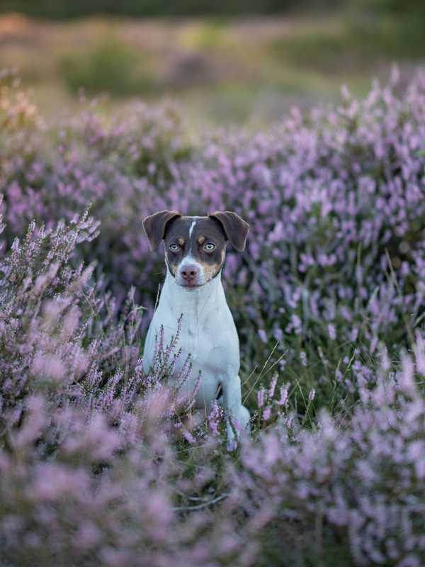 Ein Dänisch-Schwedischer-Hofhund sitzt in der lila blühenden Heide und schaut seitlich an der Kamera vorbei.