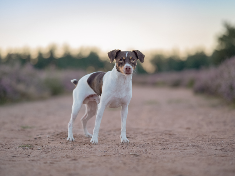 Ein Dänsich-Schwedischer-Hofhund steht auf einem sandigen Weg in Mitten einer lila blühenden Heide und schaut leicht an der Kamera vorbei in die Ferne.