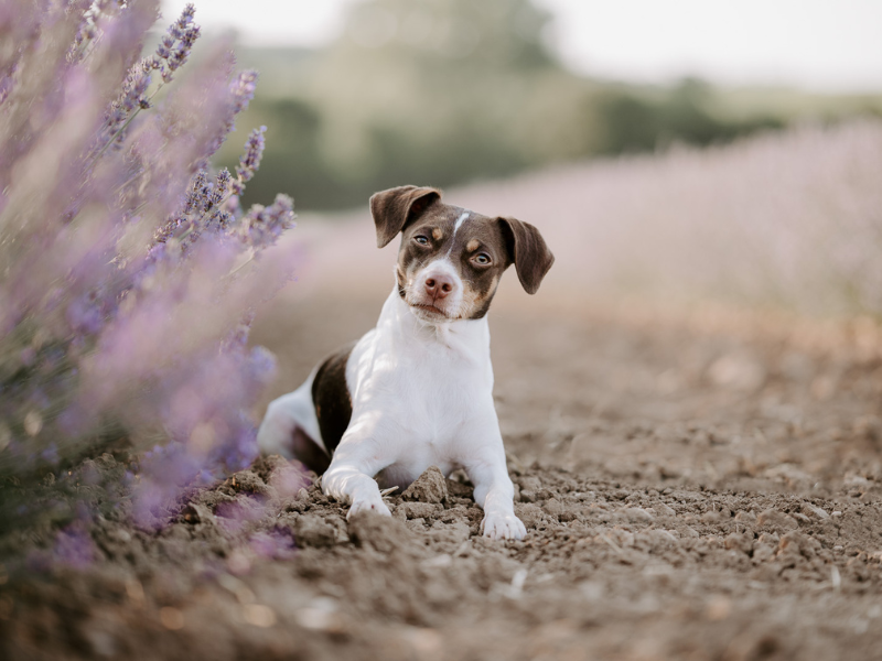 Ein Dänsich-Schwedischer-Hofhund liegt in einem lila blühenden Lavendelfeld und neigt den Kopf leicht zur Seite, während er direkt in die Kamera schaut.