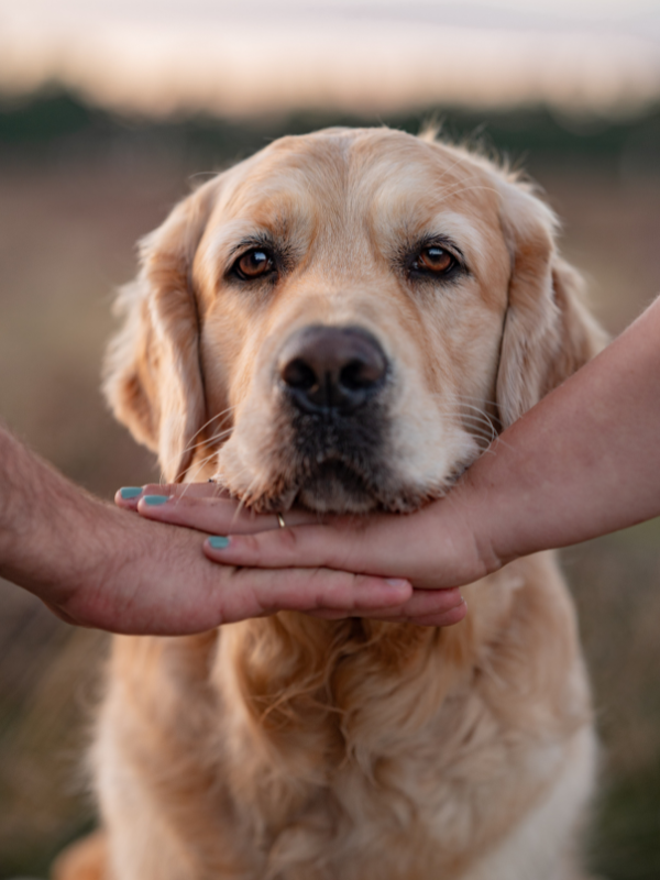 Golden Retriever hat den Kopf auf den Händen seiner Hundeeltern abgelegt und schaut frontal in die Kamera und zeigt einen treuen Hundeblick