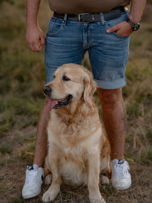 Golden Retriever sitzt in der Mitte zwischen den Beinen seines Herrchens