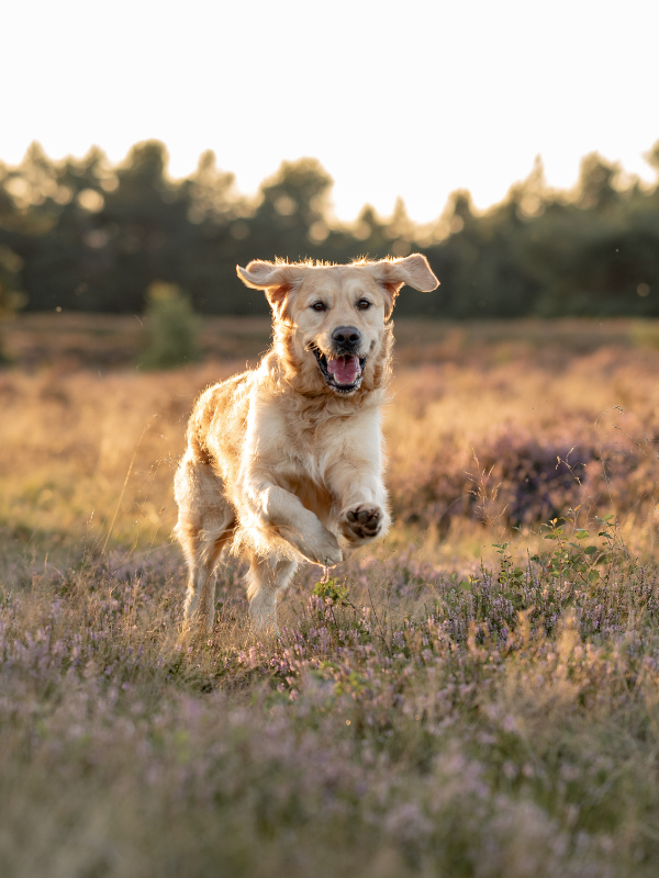 Golden Retriever springt vergnügt durch die blühende Heide im Sonnenuntergang.