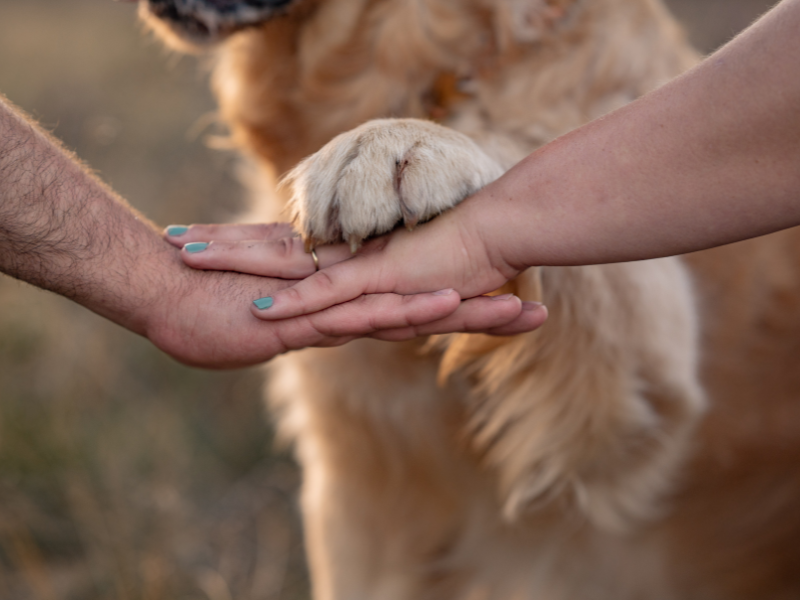 Ein Paar hat jeweils eine Hand auf die des anderen gelegt und ein Golden Retriever legt seine Pfote ganz oben drauf.