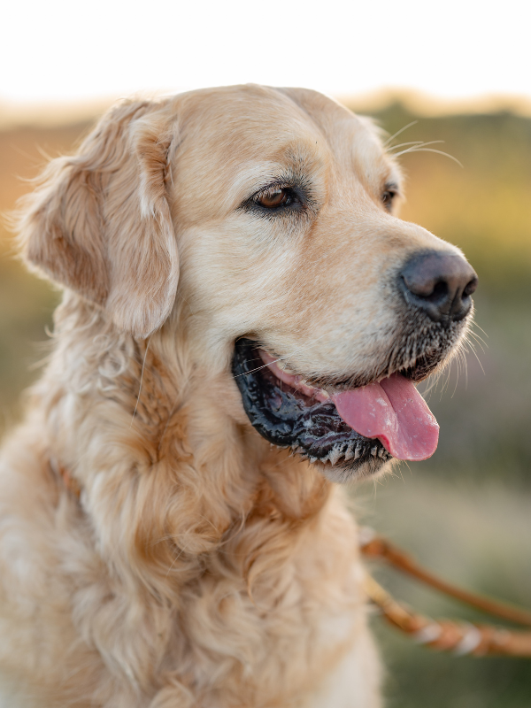 Portrait eines Golden Retriever im Sonnenuntergang.