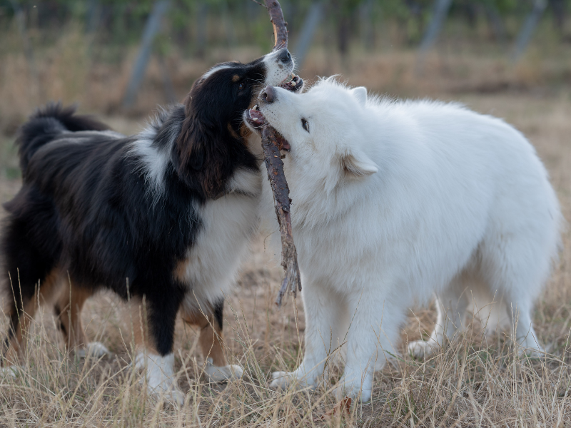 Ein Aussie und Samoyede spielen mit einem großen Ast mitten in den südpfälzer Weinbergen.