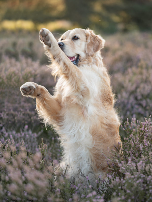 Golden Retriever macht den Trick 