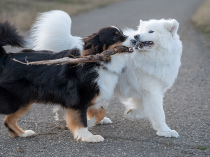 Ein Aussie und Samoyede spielen mit einem großen Ast indem sie ihn beide zusammen durch die Weinberge tragen.