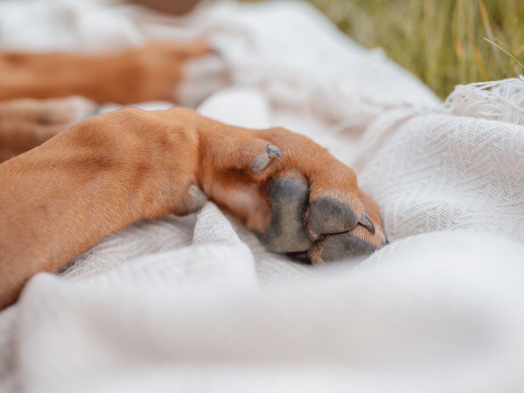 Hundepfote eines Ridgeback Hundes.